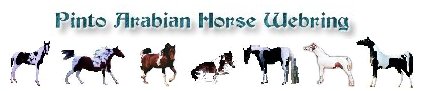 Pinto Arabian Horse Webring graphic